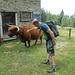 Al ritorno abbiamo trovato le mucche scozzesi tutte riunite nei pressi delle baite dell’Alpe Scoggione. Questa razza di mucche, presenti fino qualche anno fa nella vicina Svizzera, da qualche tempo si stanno diffondendo anche sulle nostra montagne.