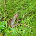 Frosch Nr. 1