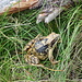 Frosch Nr. 2