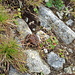 Frosch Nr. 3