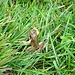 Frosch Nr. 4