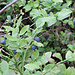 Lecker: reife Heidelbeeren