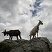 Des chèvres au Leiterenpass
