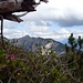 Kleines Alpenrosenpolster am Geierköpfe-Westgipfel Südgrat