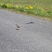 Und es geht gleich los mit dem vollen Vogelprogramm. Hier ein Rotschenkel der mich von seinem Nest fortlocken will.