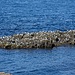 Vogelkolonie auf vorgelagertem Felsen