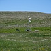 Polarkreisdenkmal, welches nur über schmale Wiesenpfade erreichbar ist. Diese werden zu dieser Zeit heftig von Seeschwalben verteidigt.