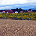 Weizenfelder und Sonnenblumen