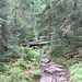 Der Aufstiegssweg vom Wildsee zum Seekopf ist steil und steinig, auch hier bleiben umgestürzte Baumstämme liegen.