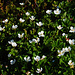 Moltebeerenblüten