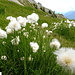 Vielfältige Flora an der Scheinbergspitze ...
