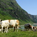 Neugierige Kühe am Start oberhalb des Vermunt-Stausees