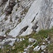Wie schon am Heiterberg überrasche ich kurz vor dem Gipfel ein paar (3) Alpen-Schneehühner