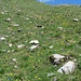 Blumenwiese im weglosen Zustieg zur S-Flanke