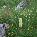 Blumenpracht bis in die felsigen Abschnitte hinauf,
eine Straussen-Glockenblume inmitten der üppigen Blumenwiese