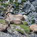 Siesta am Schnürligrat 