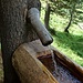 hier fließt das Wasser direkt aus den Bäumen