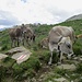 mucche al pascolo nei pressi dell'Alp Nursin