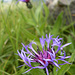 Flockenblume<br />verm.: Einköpfige Flockenblume (Centaurea uniflora)