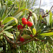 Alpen-Johannisbeere!?<br />(Ribes alpinum)