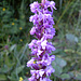 Orchideenart - vermutlich ein Knabenkraut (welches?)