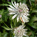 Allermannsharnisch<br />(Allium victorialis)