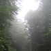 Im Nebelwald unter der Schattenwand