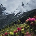 Spannort und Alpenrosen 