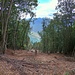 Linea dell'abbattimento forestale