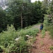 Inizio del sentiero dalla pista tagliafuoco