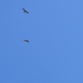 Im Aufstieg beobachtete ich (oder sie mich?) zwei Bartgeier, welche in der Luft kreisten. Riesige imposante Vögel...