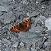 Schöner Schmetterling auf dem Glaserhorn Gipfel!