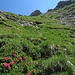 Aber alles halb so schlimm: Alpenrosen zwischen grünen Graspolstern lockern die strenge Atmosphäre auf .....