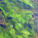 Glückliche Algen im heissen Bächlein von Landmannalaugar (Foto [U sglider])