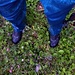 Auf dem Vormsweg. Schuhe und Hose sind hohen Gras schnell vom Morgentau durchnässt.