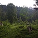 Am Anfang des Vormsweges