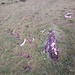 Knochen und Haut/Fell auf den Flidaböden
