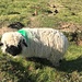 hübsche Schafe zu Beginn unserer Tour ob der Rinderhütte