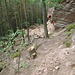 Der Abstiegsweg unterhalb des Rauhbergfelsens ist ziemlich steil und rutschig, deshalb meine Einstufung der Tour als T2.