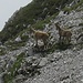 Halten Ausschau nach den Schafen.