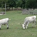 Die typisch ungarischen Rinder weiden neben dem Parkplatz.