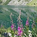 Foto di Eleonora al bel lago di Val dei Frati...
