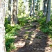 Schöner Waldweg beim Abstieg