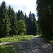 Von Moorflächen war im Achertsmoos bisher nichts zu sehen. In der Karte ist gleich nach der Weggabelung nordöstlich (linkerhand) der Straße eine kleine, freie Lichtung verzeichnet. Ob der Karrenweg links im Bild dort hinführt?
