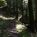 Die Wegterrasse ist im Wald wieder viel besser zu erkennen, aber der Karrenweg endet abrupt nach wenigen Schritten.