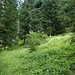 In diversen Waldwiesen ist Orientierungssinn gefragt, denn die überwachsene Wegterrasse ist stellenweise nur zu erahnen.
