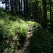 ...gegangen! Ich finde leicht absteigend einen (unmarkierten) komfortablen Wanderweg, der in wenigen Schritten...