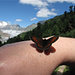 Papillon sur fond d'Aletschgletscher