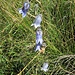 Campanula barbata L.<br />Campanulaceae<br /><br />Campanula barbata<br />Campanule barbue<br />Bärtige Glockenblume