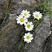 Leucanthemopsis alpina (L.) Heywood<br />Asteraceae<br /><br />Margherita alpina<br />Marguerite des Alpes<br />Alpenmargerite